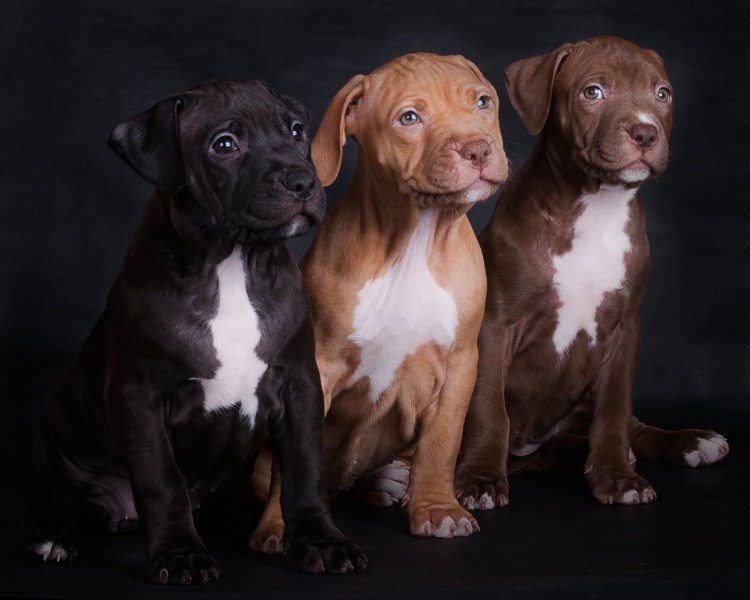 Стаффордширский питбуль тигровый