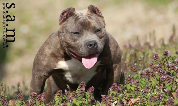 Американский питбуль ред ноуз