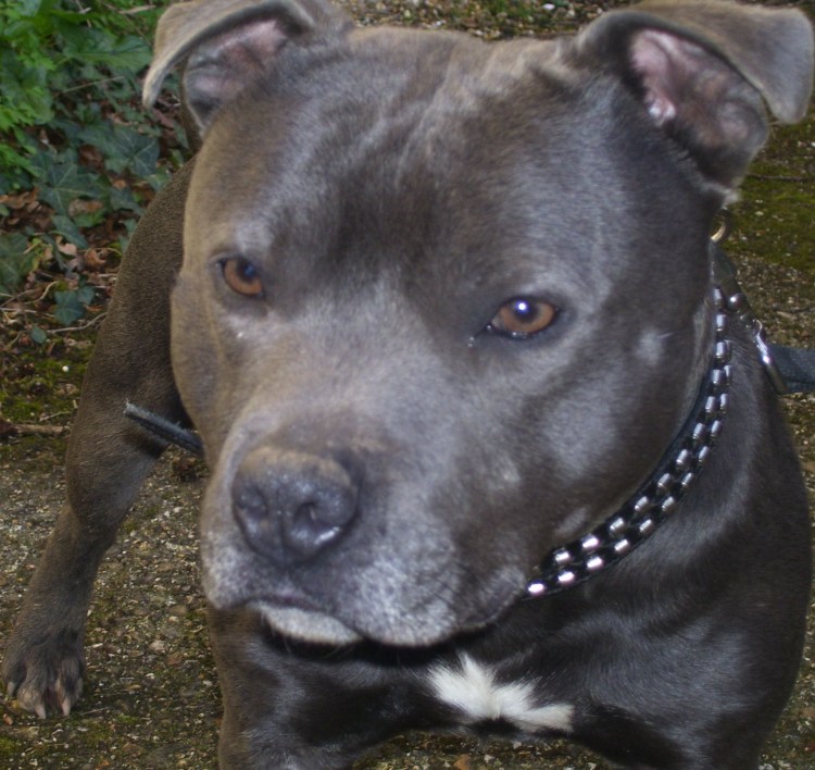 Американский стаффордширский питбультерьер