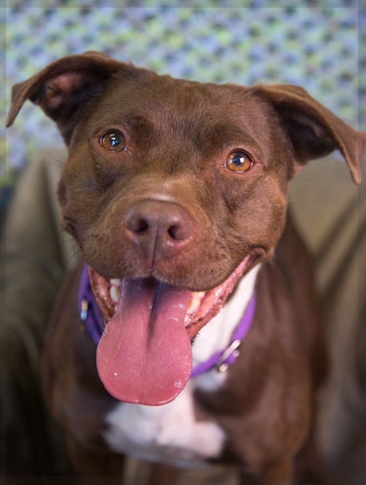 Американский питбультерьер