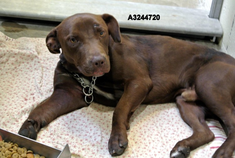 Питбультерьер Прайтер