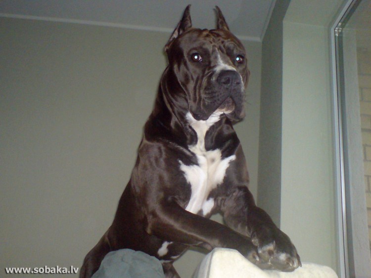 Щенки амстаффа шоколадный