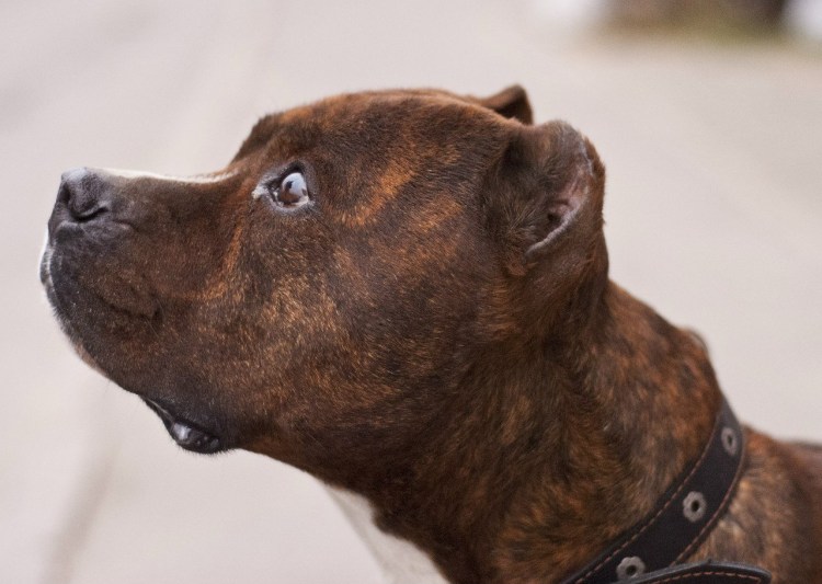 Американский питбуль ред ноуз