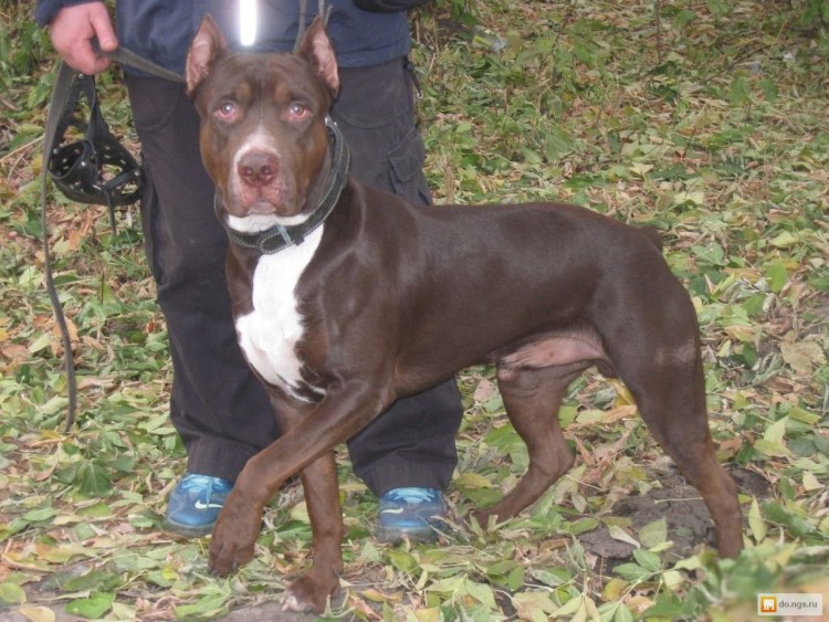 Питбуль шоколадный кобель