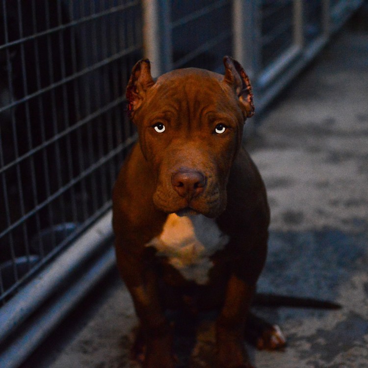 Стаффордширский бультерьер дымчатый