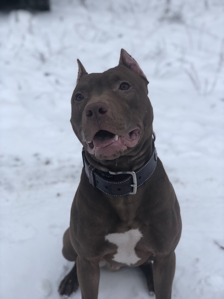 Шоколадный стаффордширский терьер