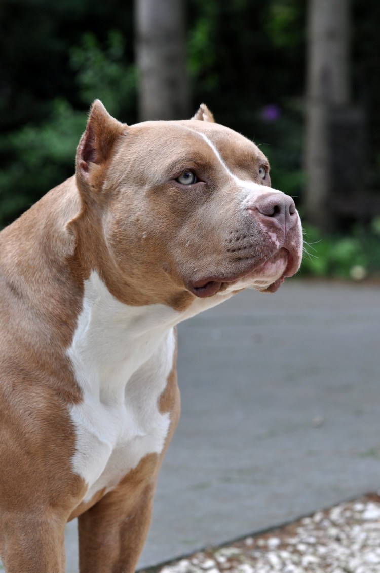 Милые щенки питбуля