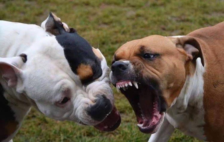 Ротвейлер аргентинский дог бои