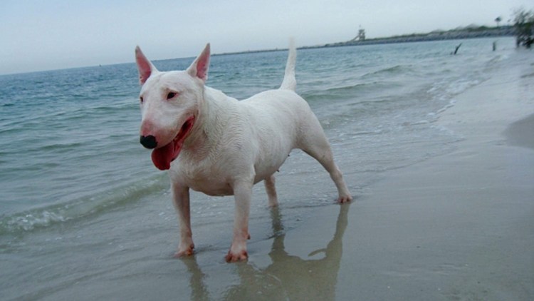 English White Terrier