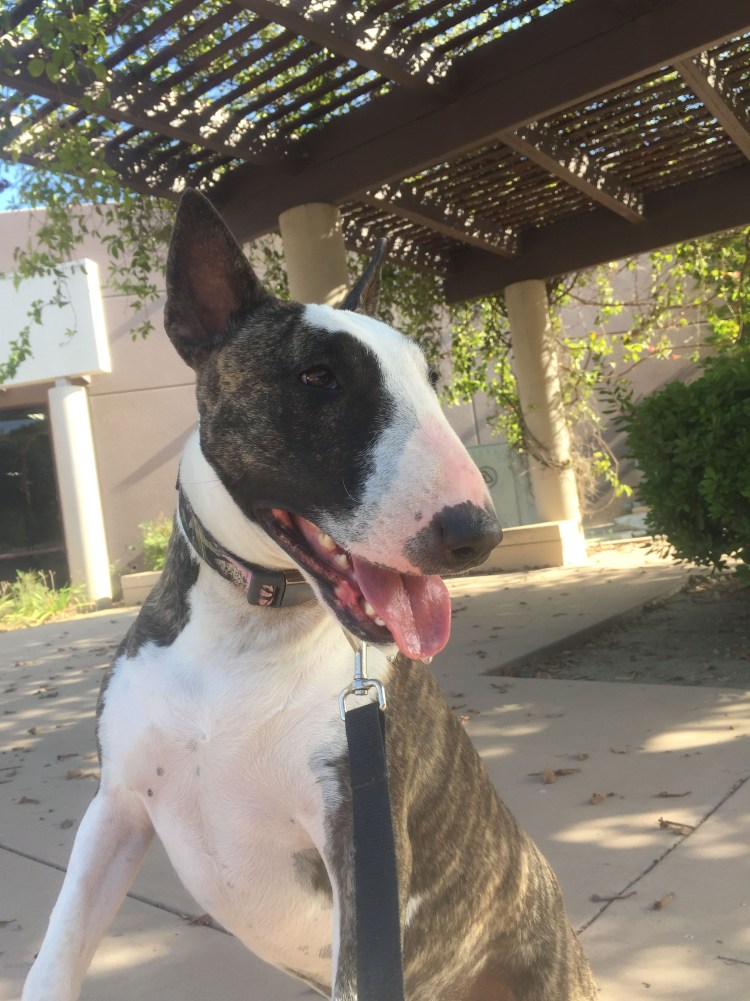 Питбуль Крысиная порода