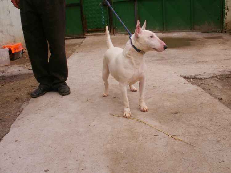 Аргентинский дог Мороччо