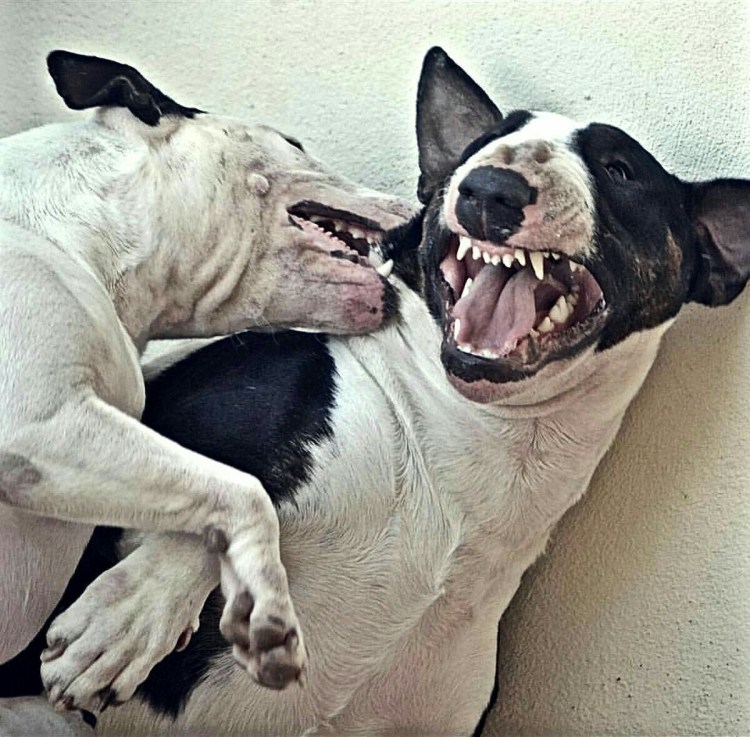 Стаффордширский бультерьер собачьи бои