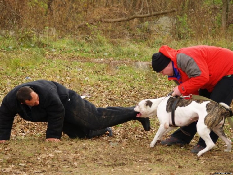 Стаффордширский бультерьер бои