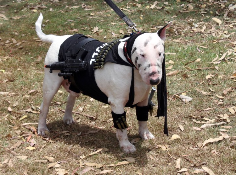 Халти для булли