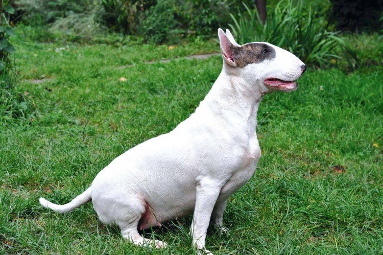 Бультерьер в прыжке