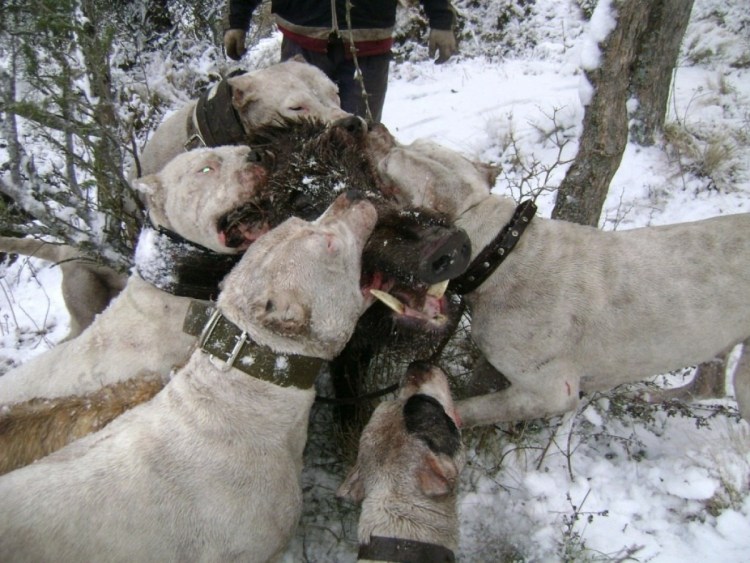 Американский бандог бультерьер