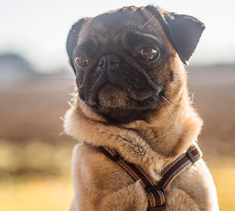 Мопс обнимашка