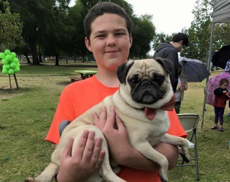 Мопс мальчик