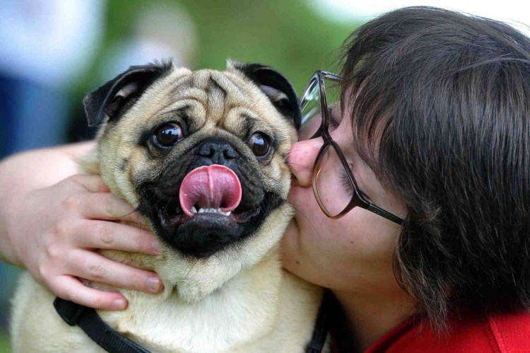 Противный Мопс