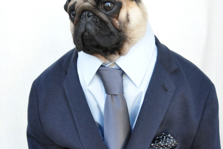 Мопсик в костюме
