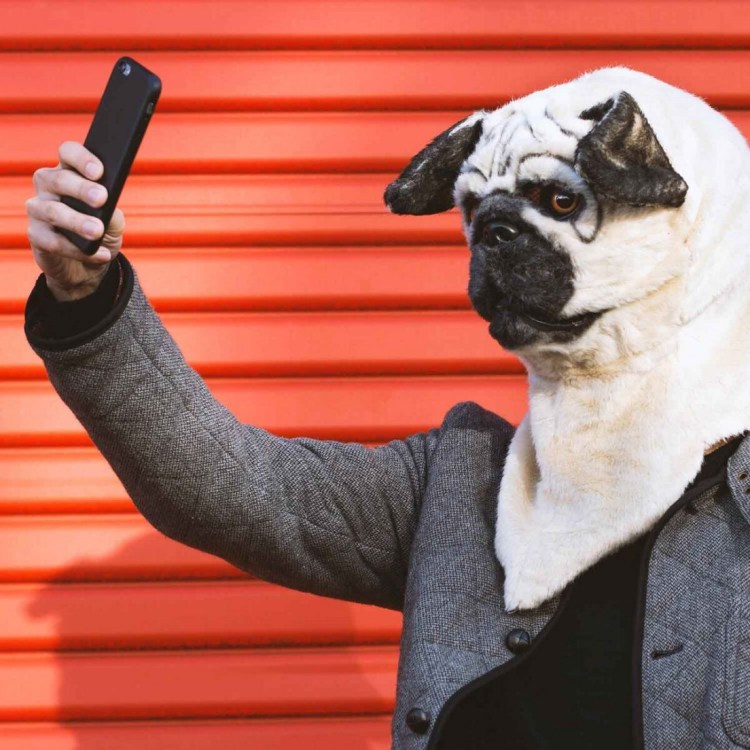 Чубася Мопс