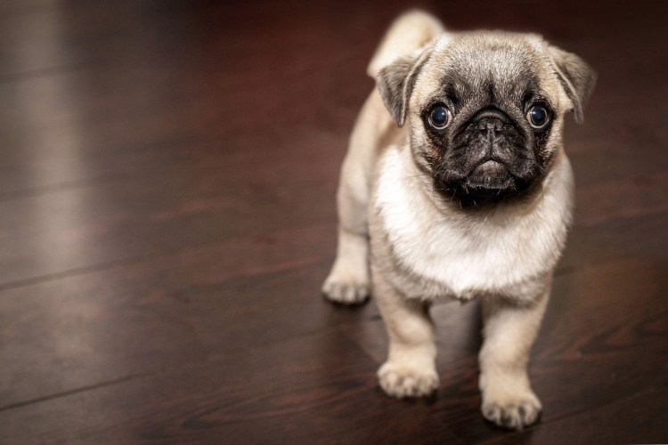 Картинки Мопс щенок