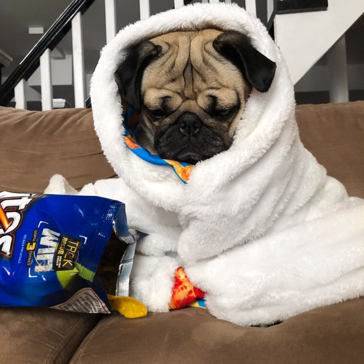 Стильный Мопс