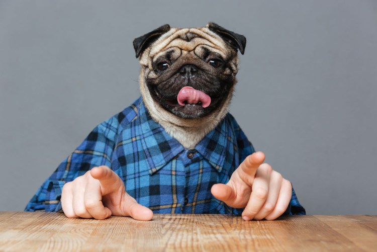 Человек Мопс