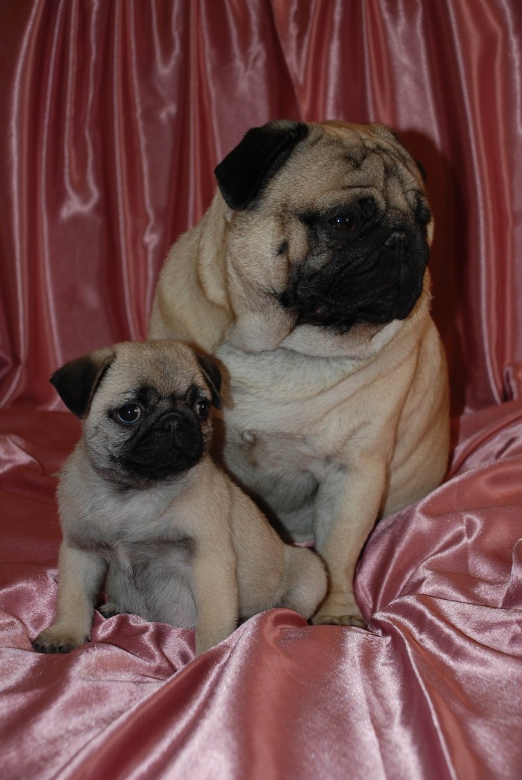 Мопс красивый