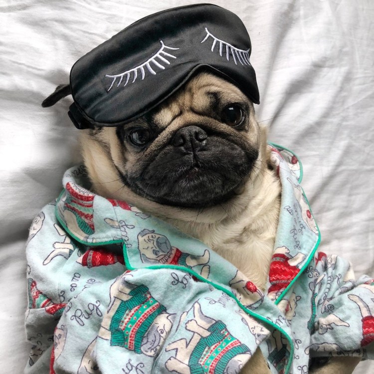 Наглые животные