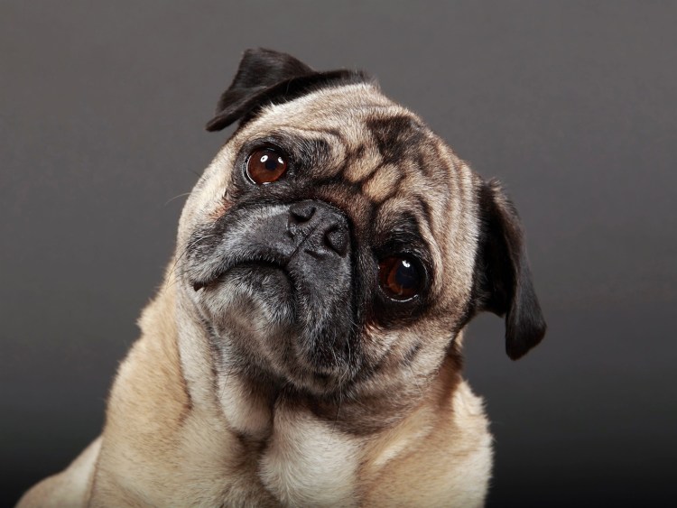 Собака наклонила голову