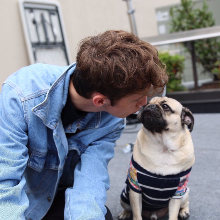 Мопс на руках