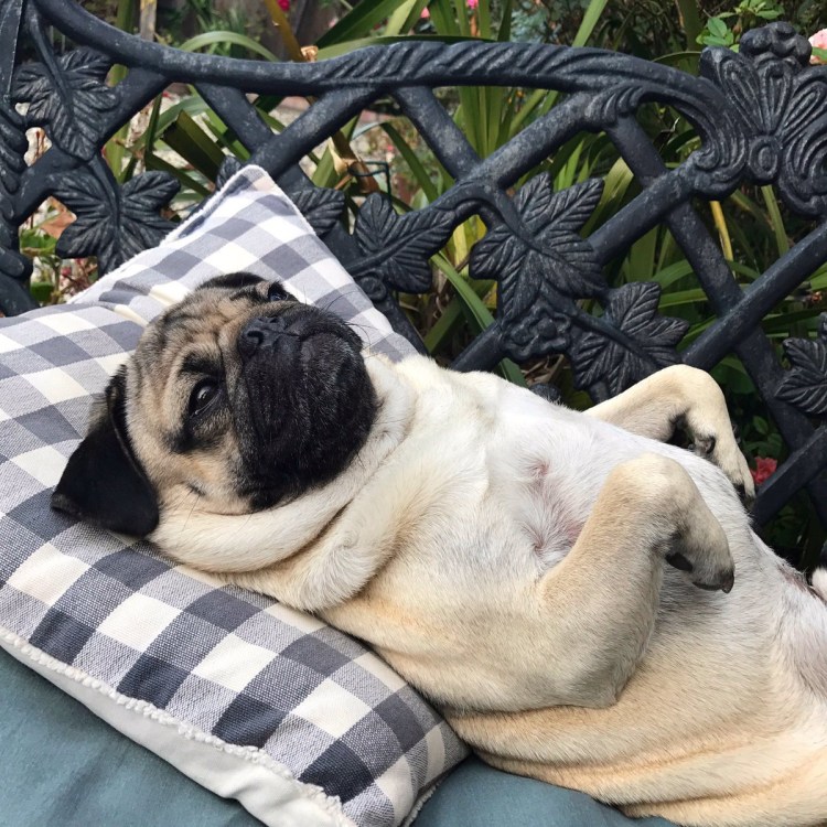 Мопс отдыхает