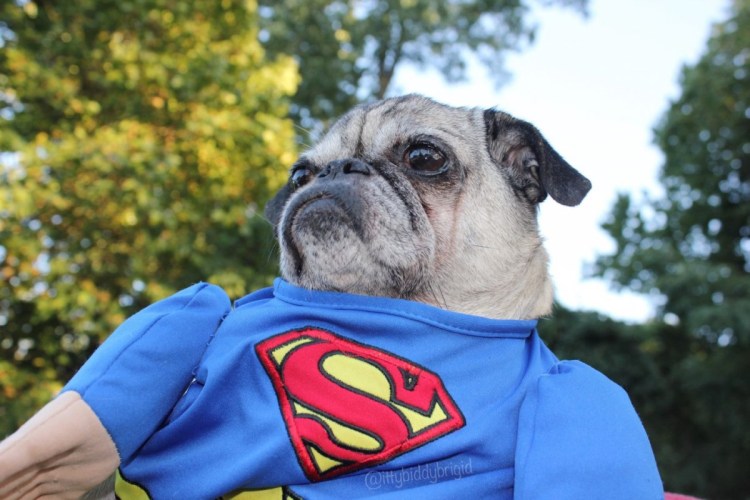 Мопс Фрэнк люди в черном