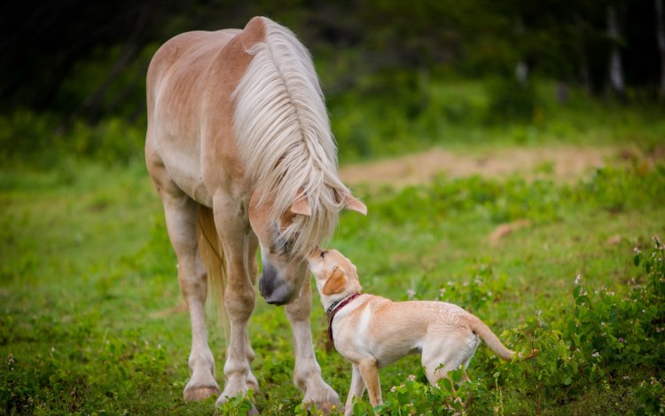 Собака конь