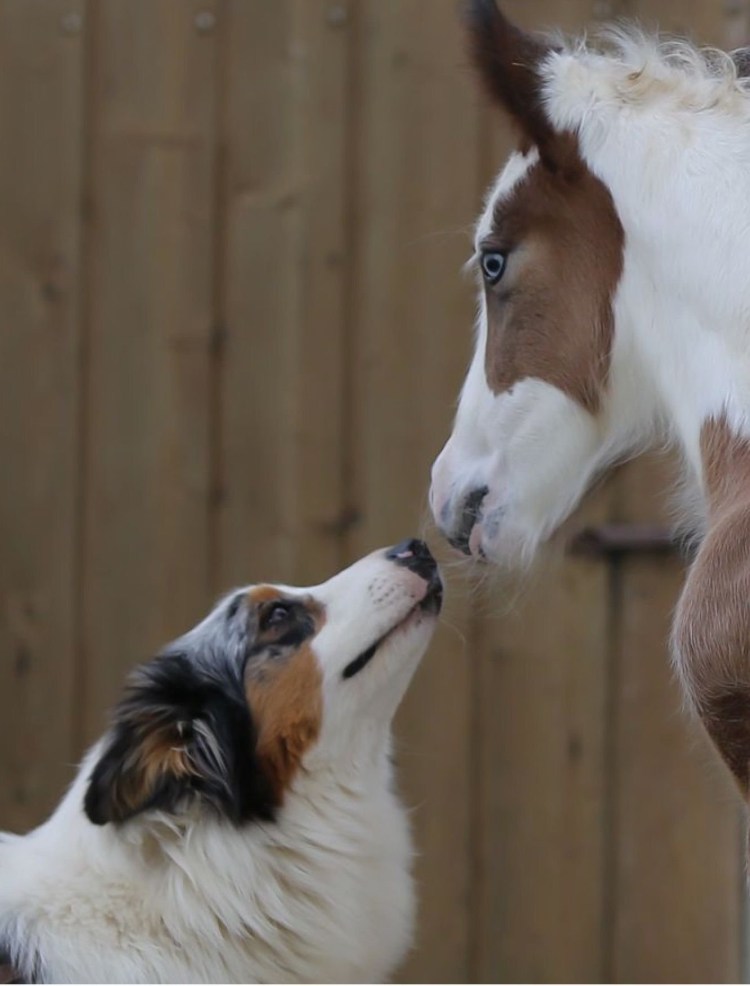 Собака конь