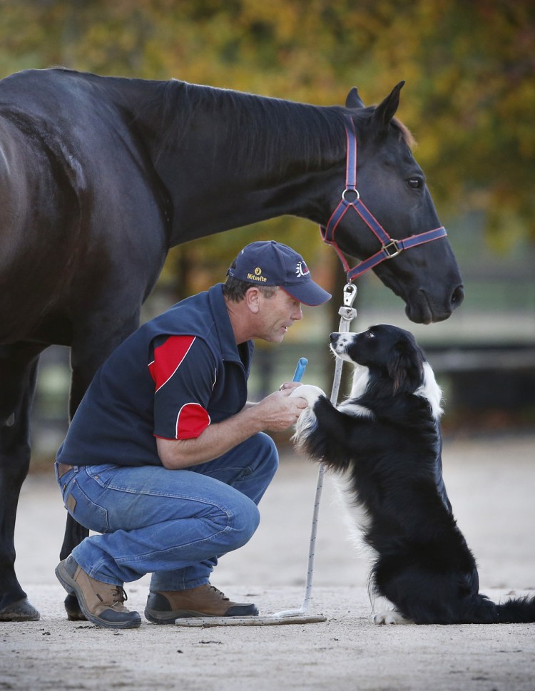 Лошадь и собака