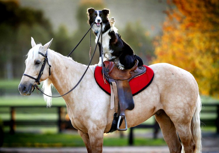 Собака верхом на коне