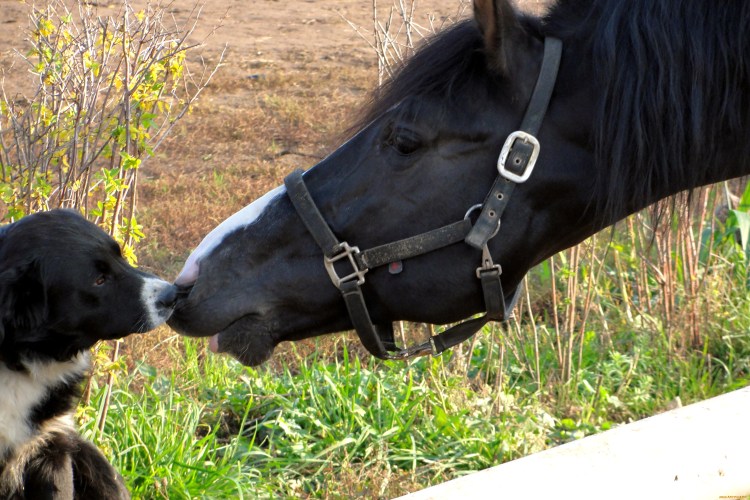 Лошадь и собака