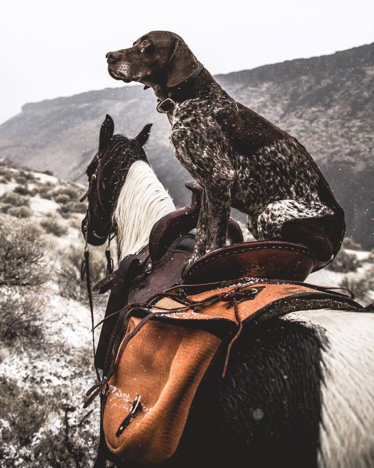 Собака катается на лошади