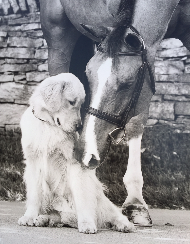 Собака любит лошадь