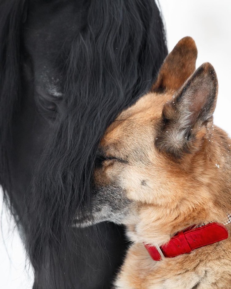 Лошадь и собака