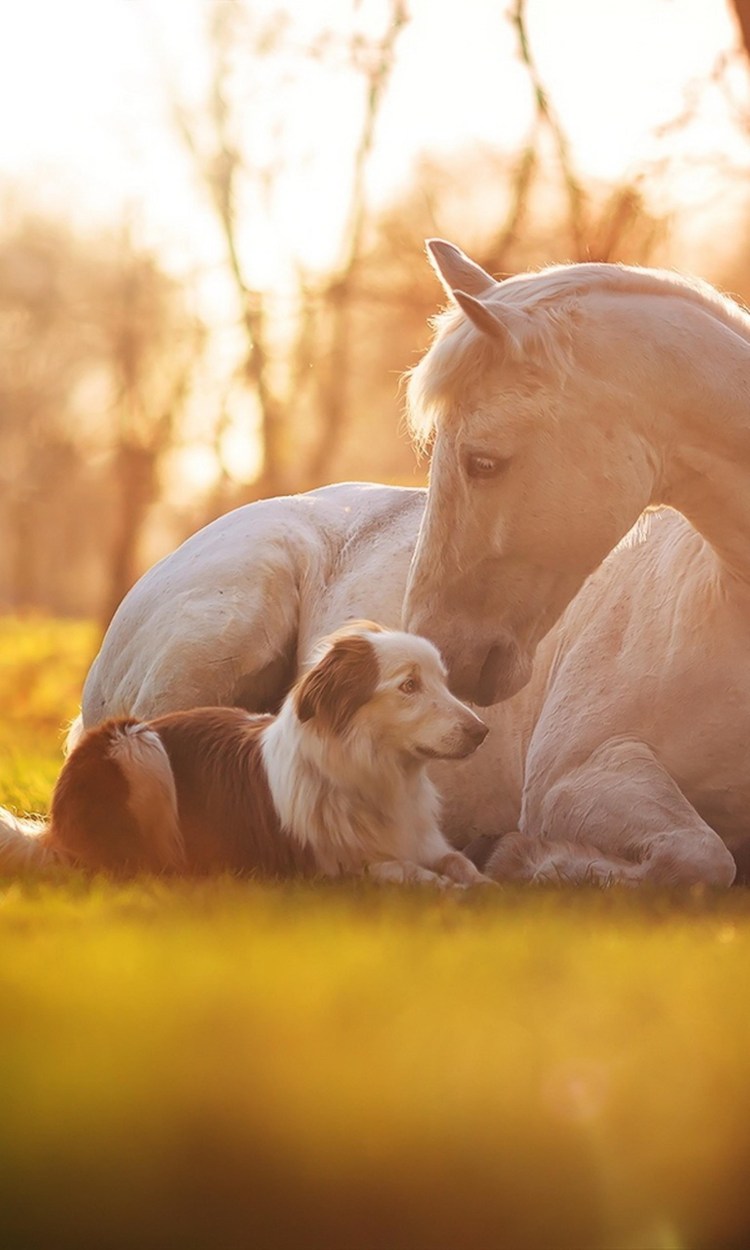 Лошадь и собака