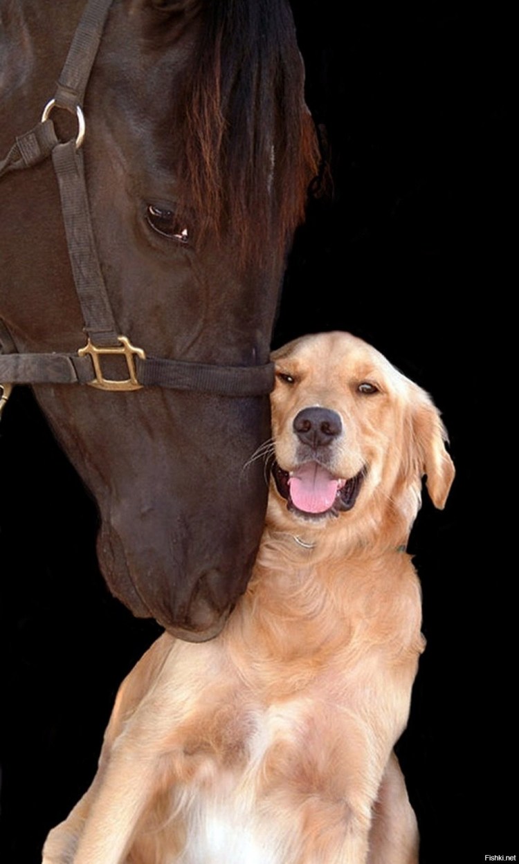 Лошадь и собака боксер