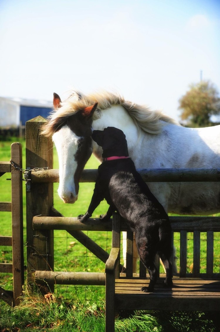 Лошади и собаки лучшие друзья