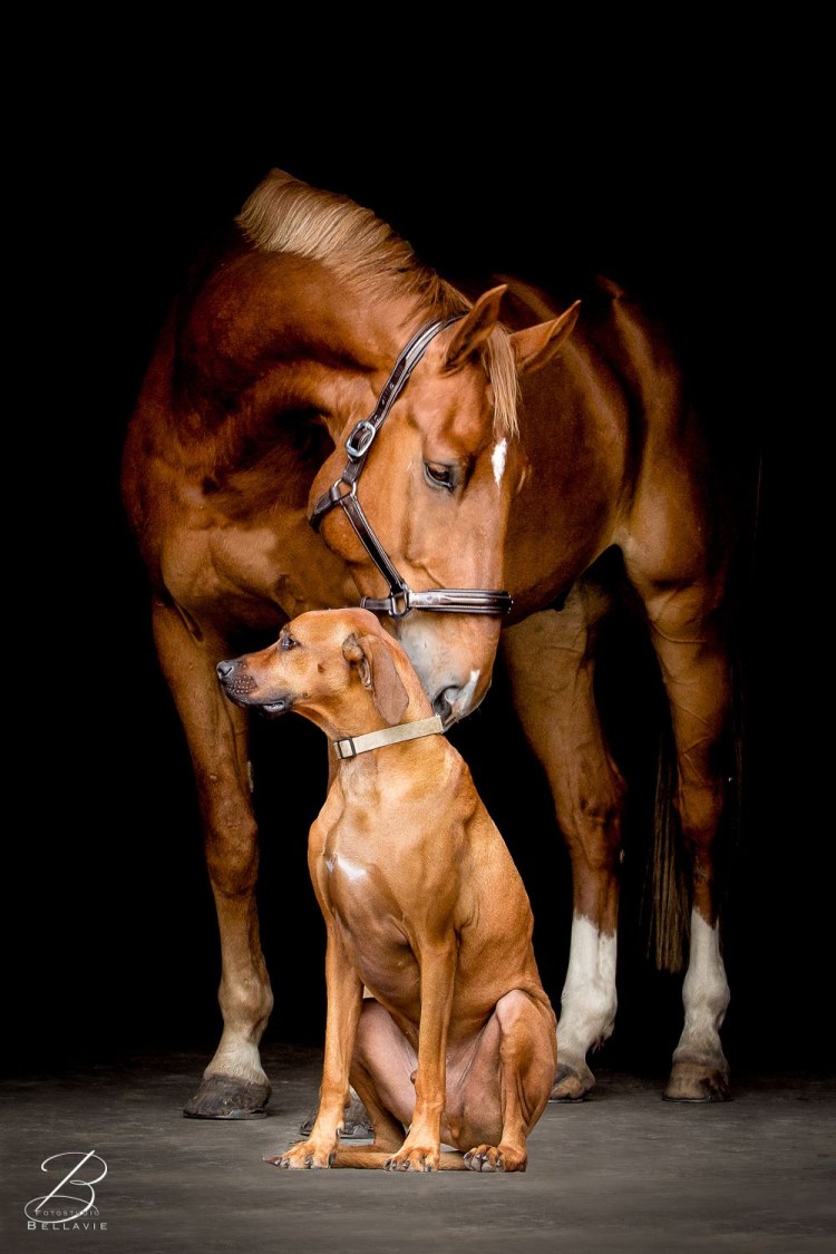 Лошадь и собака Дружба