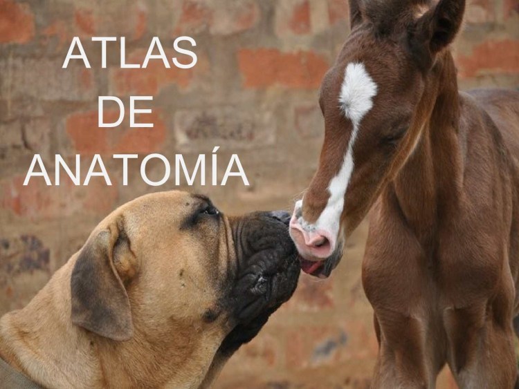 Лошадь и собака