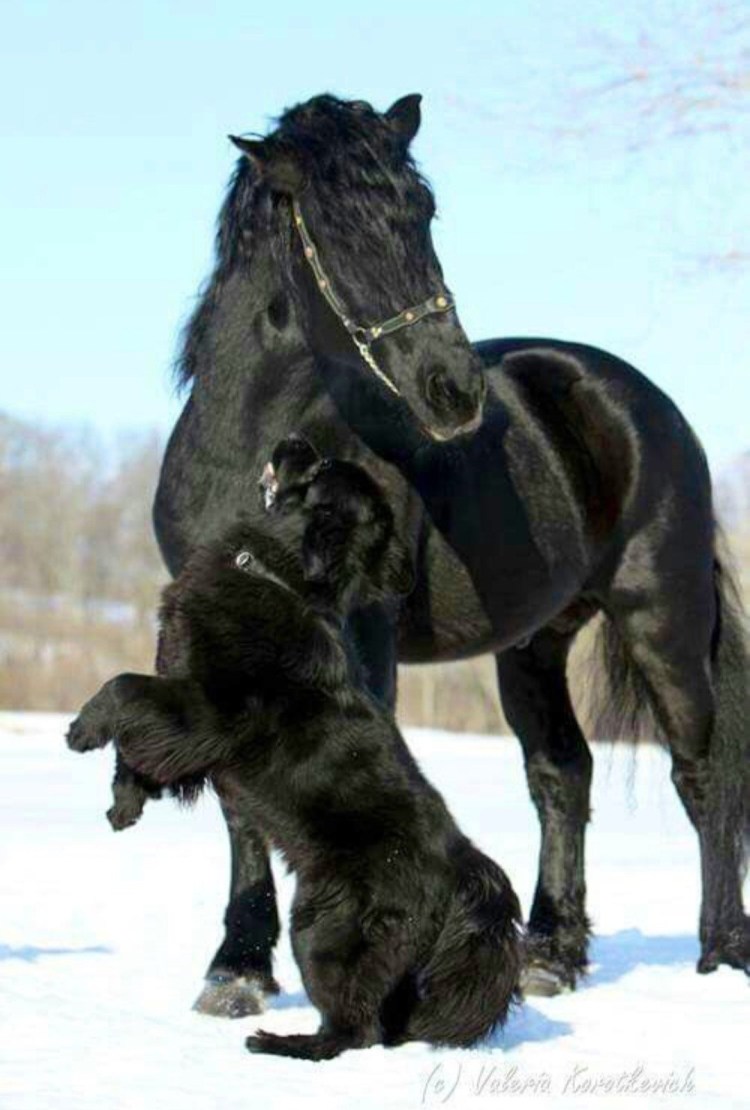 Конь на задних лапах