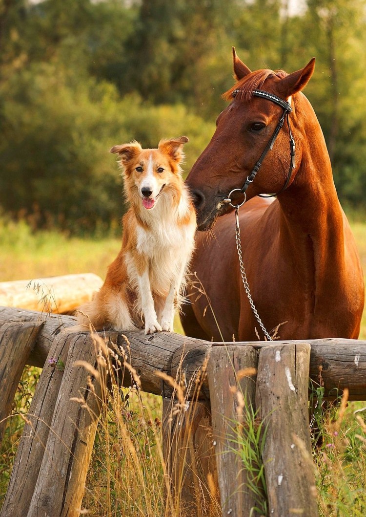 Красивые лошадки и собаки