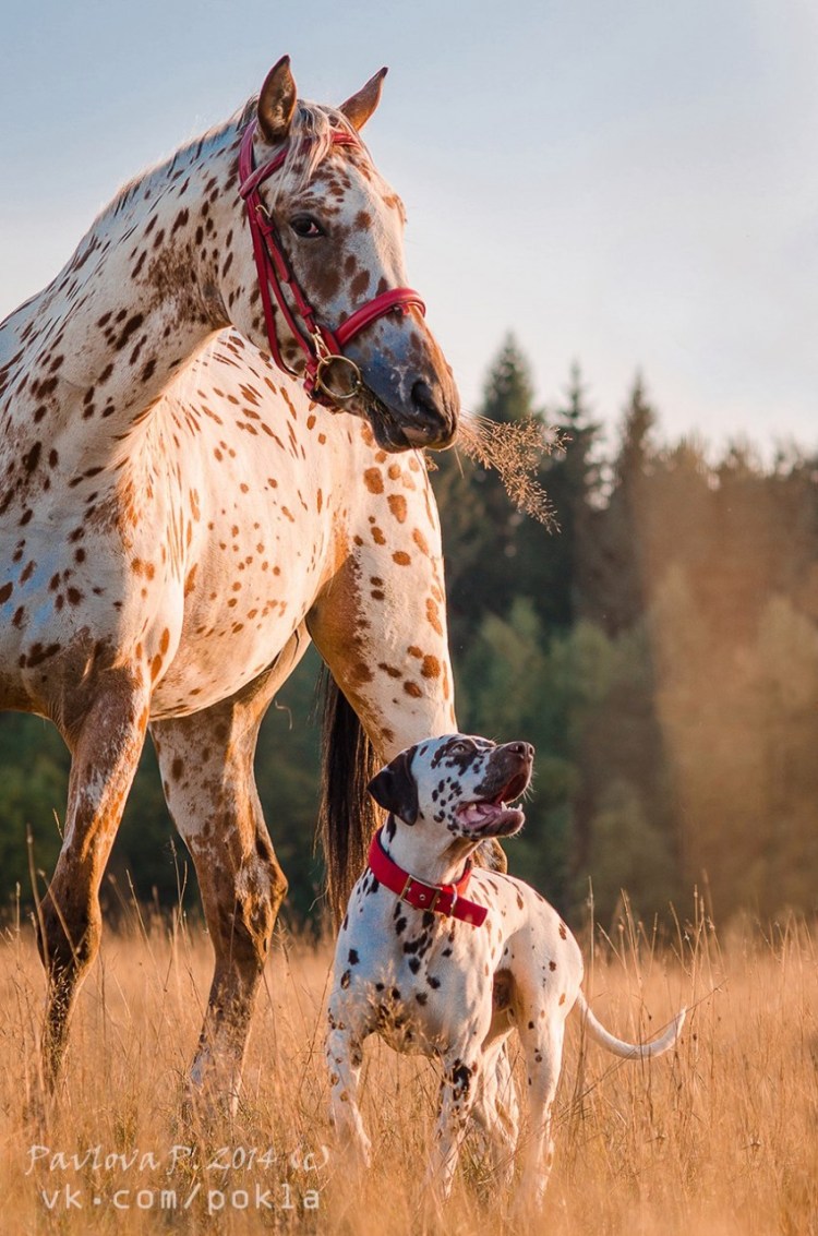 Табун Аппалуза